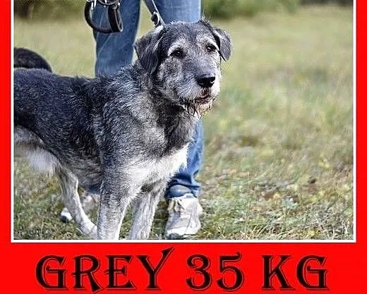 Sznaucer olbrzym mix,35kg,duży,odważny pies GREY.A