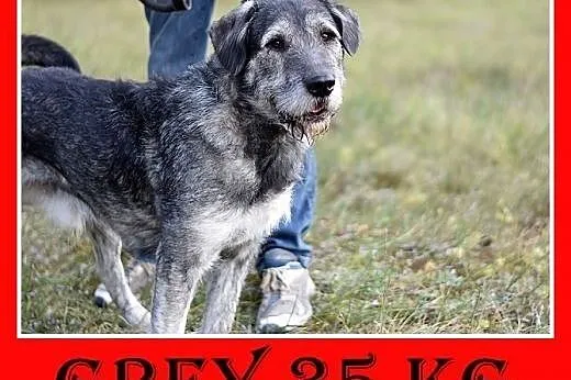 Sznaucer olbrzym mix,35kg,duży,odważny pies GREY.A