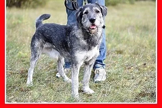 Sznaucer olbrzym mix,35kg,duży,odważny pies GREY.A