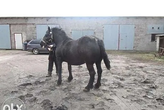 Klacz w Typie Sztumskim