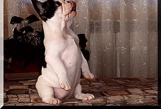 Buldog francuski, Buldog cała Polska