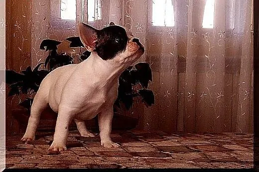 Buldog francuski,  Buldog cała Polska