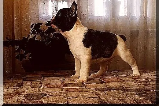 Buldog francuski,  Buldog cała Polska