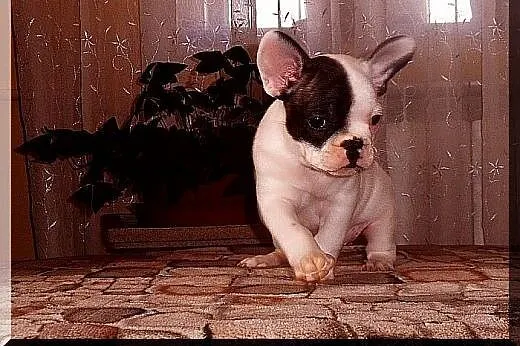 Buldog francuski,  Buldog cała Polska