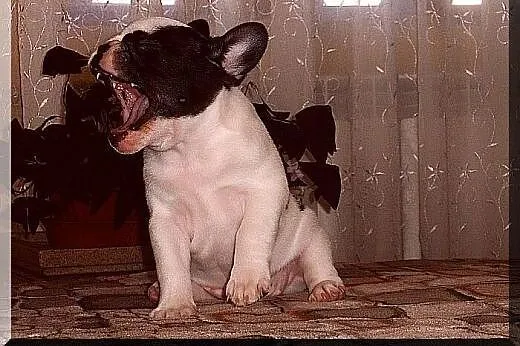 Buldog francuski,  Buldog cała Polska