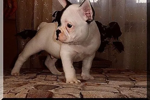 Buldog francuski,  Buldog cała Polska