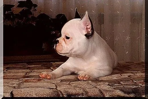 Buldog francuski,  Buldog cała Polska