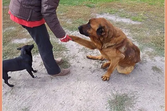 Duży,mądry,zjawiskowy LEON,pies w typie leonberger, Łódź