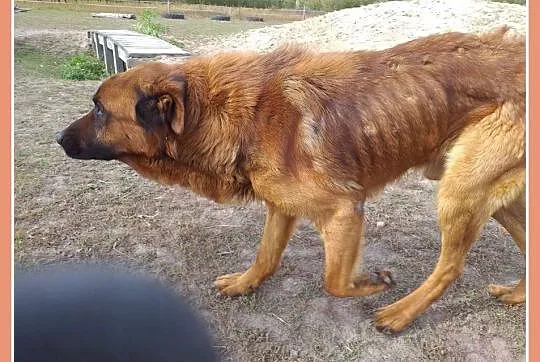 Duży,mądry,zjawiskowy LEON,pies w typie leonberger, Łódź