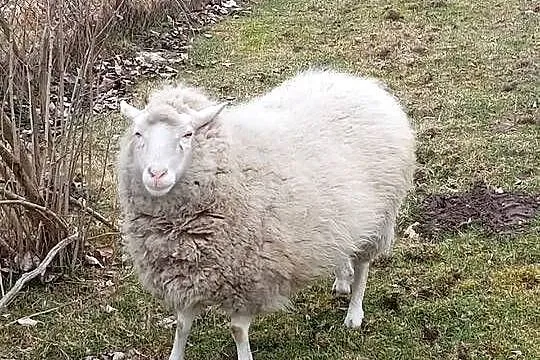 Sprzedam owce