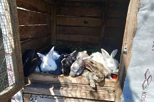Króliki olbrzym Belgijski, Łódzkie, Gorzkowice
