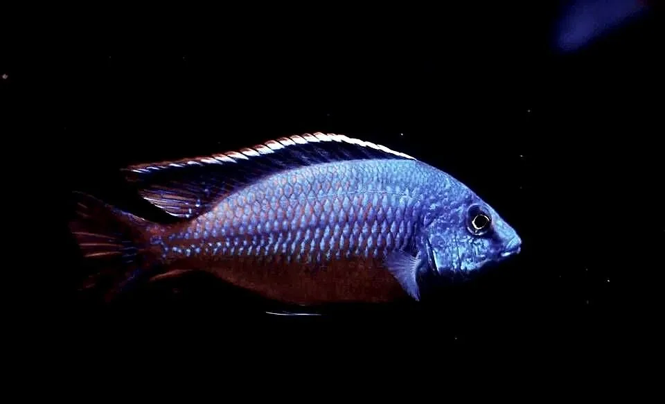 pyszczak, protomelas taeniolatus red empress, Warmińsko-mazurskie, Olsztyn