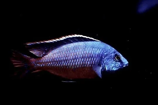 pyszczak, protomelas taeniolatus red empress, Warmińsko-mazurskie, Olsztyn