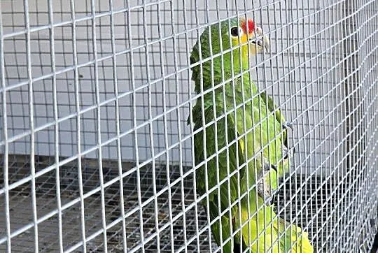 Amazonka zmienna 2024, Wielkopolskie, Ostrów Wielkopolski