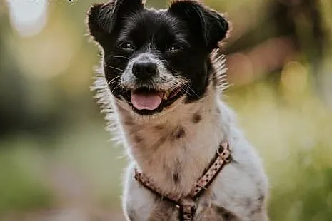 Maisy: 2-letnia spokojna sunia  do pilnej adopcji!,  małopolskie Kraków, Małopolskie, Kraków