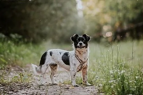 Maisy: 2-letnia spokojna sunia  do pilnej adopcji!,  małopolskie Kraków, Małopolskie, Kraków