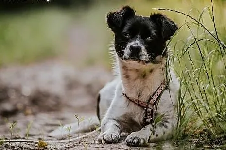 Maisy: 2-letnia spokojna sunia  do pilnej adopcji!,  małopolskie Kraków, Małopolskie, Kraków
