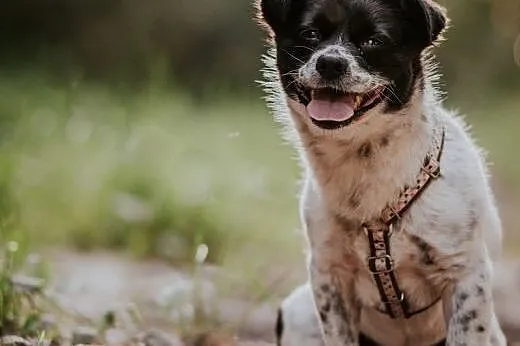 Maisy: 2-letnia spokojna sunia  do pilnej adopcji!,  małopolskie Kraków, Małopolskie, Kraków