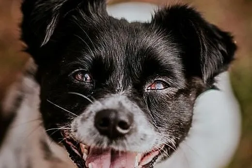 Maisy: 2-letnia spokojna sunia  do pilnej adopcji!,  małopolskie Kraków, Małopolskie, Kraków