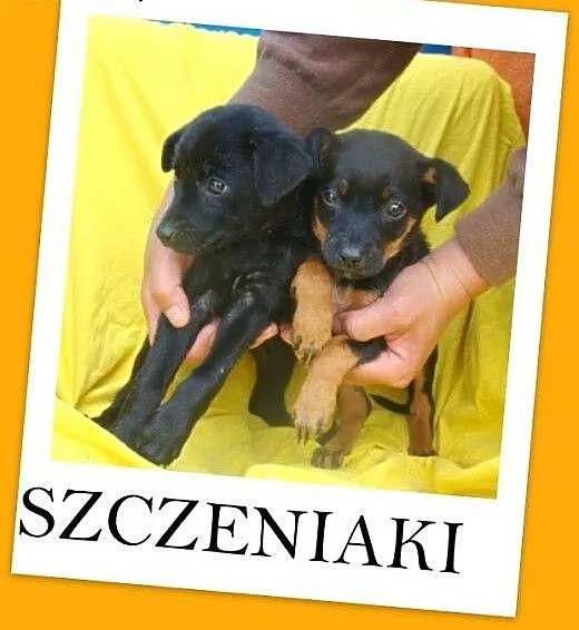 MIMISIE,szczeniaki 8 tyg.suczki,pieski,średnie,szc