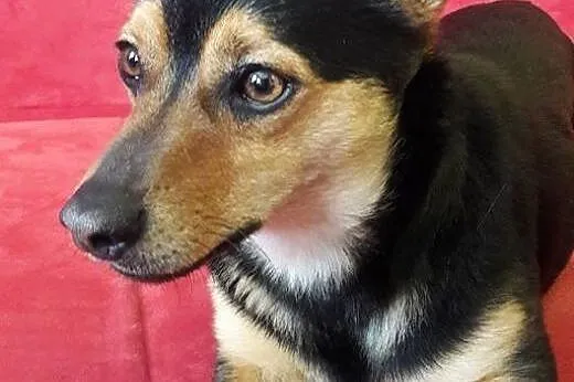Leon roczny malutki piesek marzy o kochającym domk