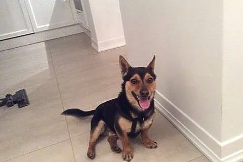 Leon roczny malutki piesek marzy o kochającym domk