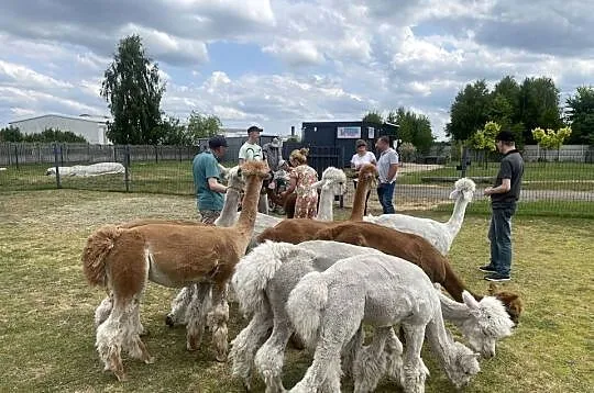 Alpaka, Śląskie, Puszczew