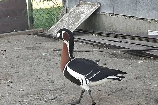 Sprzedam gąske rdzawoszyjną, Wielkopolskie, Marcinów