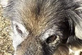 Dziadzio Tuptuś szuka pilnie kochającego i odpowie