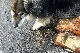 Dziadzio Tuptuś szuka pilnie kochającego i odpowie