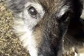 Dziadzio Tuptuś szuka pilnie kochającego i odpowie
