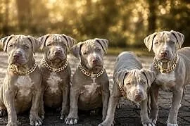 American pit bull Terrier - wyjątkowa suczka I piesek