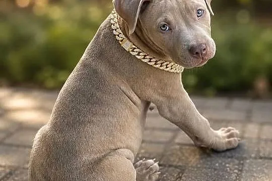 American pit bull Terrier - wyjątkowa suczka I piesek, Opolskie, Opole