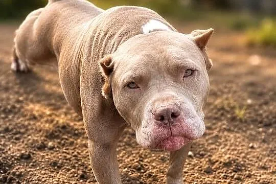 American pit bull Terrier - wyjątkowa suczka I piesek, Opolskie, Opole