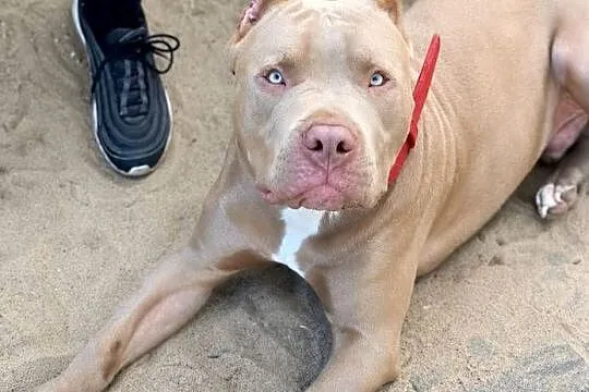 American pit bull Terrier - wyjątkowa suczka I piesek, Opolskie, Opole