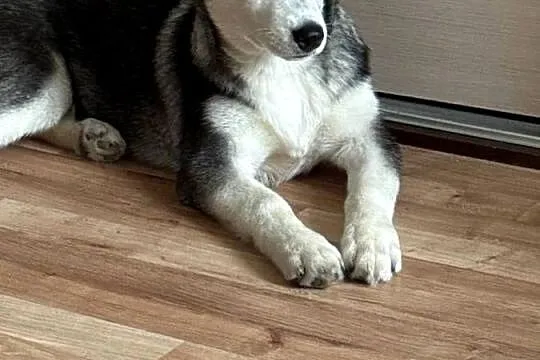 Szczeniak husky syberian