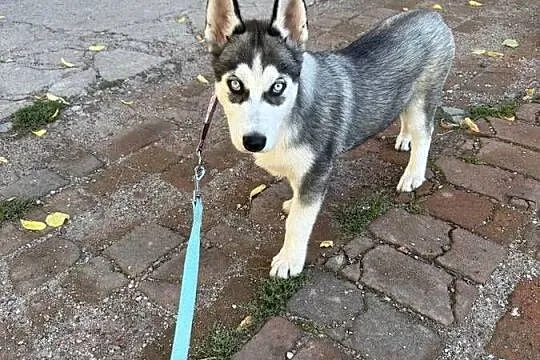Szczeniak husky syberian, Dolnośląskie, Legnica