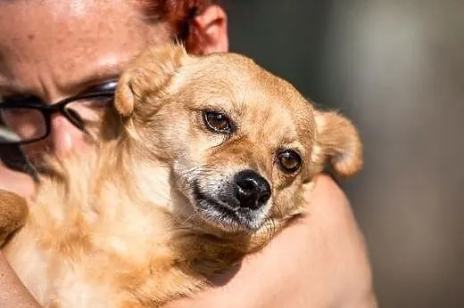 Kachna - Piękna malutka sunia czeka na właściciela ,  lubelskie Lublin