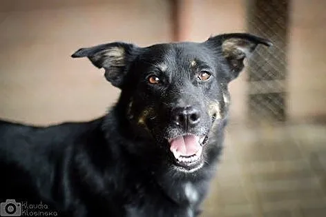 Laki, młody, średniej wielkości psiak, kochający ludzi ADOPCJA