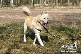 ZORRO- pogodny i inteligentny pies do adopcji,  śl, Katowice