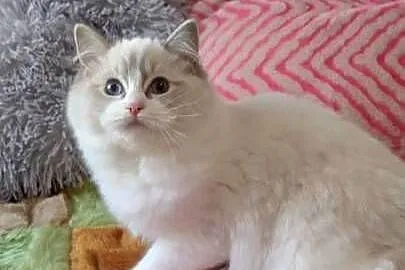 Kotka ragdoll blue lynx bikolor