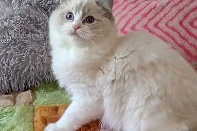 Kotka ragdoll blue lynx bikolor, Dolnośląskie, Wrocław
