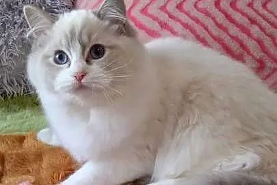 Kotka ragdoll blue lynx bikolor, Dolnośląskie, Wrocław