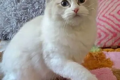 Kotka ragdoll blue lynx bikolor, Dolnośląskie, Wrocław