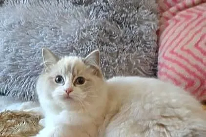 Kotka ragdoll blue lynx bikolor, Dolnośląskie, Wrocław