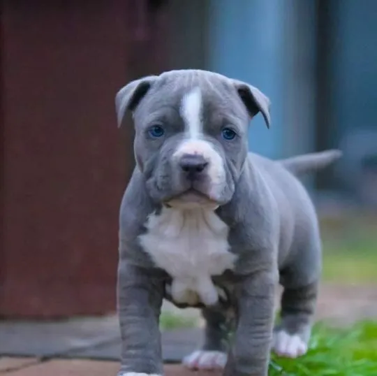 American Pitbull Szczenięta rasy dostępne dla nowych domów., Łódzkie, Łódź
