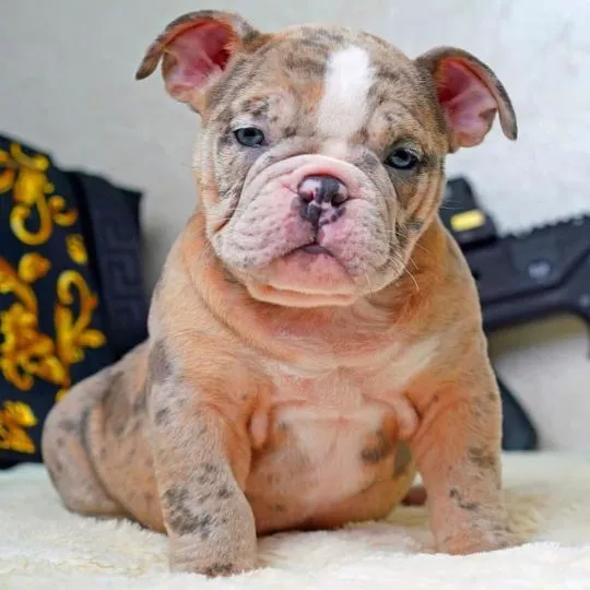 American Pitbull Szczenięta rasy dostępne dla nowych domów., Łódzkie, Łódź