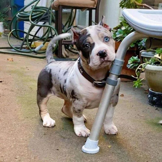 American Pitbull Szczenięta rasy dostępne dla nowych domów., Łódzkie, Łódź