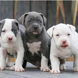 American Pitbull Szczenięta rasy dostępne dla nowych domów.
