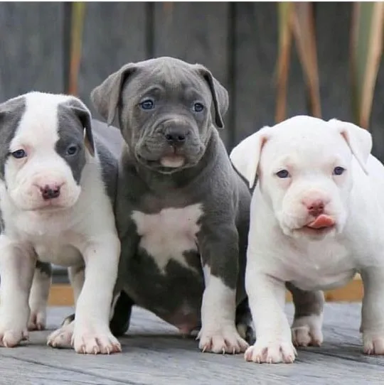 American Pitbull Szczenięta rasy dostępne dla nowych domów., Łódzkie, Łódź
